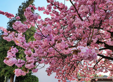 10 JAPANESE FLOWERING CHERRY Tree Oriental Prunus Serrulata Flower Seeds